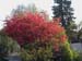 Blumen1