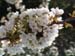 Blumen2
