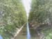 allee